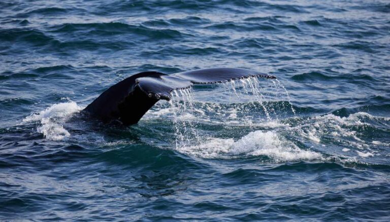 Couple Experiences 6 A whale's tail fin emerges from the sea, with water streaming off its edges and small waves surrounding it.